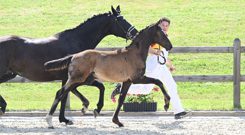 Neuer Preisrekord für ein DSP-Fohlen